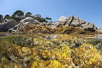 View half air half water in front of the village of Calella de Palafrugell, Costa Brava, Spain. Biocenosis of photophilic algae.