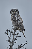 Northern Hawk Owl (Surnia ulula) on a branch, Denali NP, Alaska