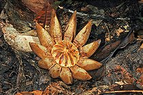 Clusia (Clusia grandiflora) fruit, French Guyana