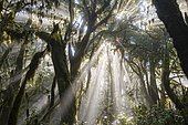 Sunrays in the cloud forest, Garajonay National Park, La Gomera, Canary Islands, Spain, Europe