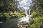 Whangarei Waterfall, temperate rainforest, Whangarei, Northland, North Island, New Zealand, Oceania
