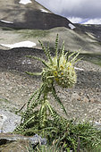 Alpine Thistle (Cirsium scopulorum), Mosquito Pass, Colorado.