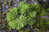 Sphaerocarpos texanus, a liverwort which is diecious (having the male and female reproductive organs borne on separate individuals of the same species) This plant is female, while a much smaller male plant is visible in the lower left of the image.