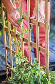 Sweat pea training (Pisum sativum) climbing on a support, Mini vegetable garden