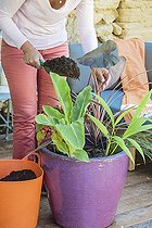 Woman composing a pot of exotic foliage on a terrace.