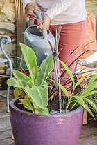 Woman composing a pot of exotic foliage on a terrace.
