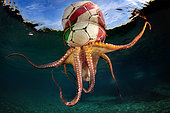 'Octopus Training', At the end of a session of free diving, I noticed a soccer ball, in the distance and on the surface. Intrigued I approached it, and then I noticed that below it was an octopus that was being pulled along by the current. I do not know what it was doing under the ball, but I think it is training for the next football World Cup! There was time for me to take a couple of shots before the octopus let go of the ball and dropped back to the seabed.