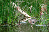 European beaver (Castor fiber) in water, Ardenne, Belgium