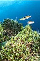 Seabed colonized by the invasive tropical alga Caulerpa cylindracea (ex Caulerpa racemosa), in the Port-Cros National Park, Var, Provence-Alpes-Côte d´Azur, France.