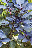 Purple Basil, Ocimum basilicum purpurascens, leaves