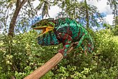 Panther chameleon (Furcifer pardalis), male, sitting on a branch, Nosy Faly Island, Northwest Madagascar, Madagascar, Africa