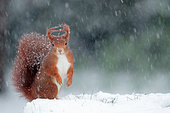 Red squirrel (Sciurus vulgaris) under a snow shower, Ardennes, Belgium