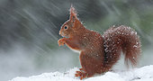 Red squirrel (Sciurus vulgaris) feeding under a snow shower, Ardennes, Belgium