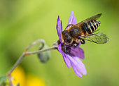 Dull-vented Sharp-tail (Coelioxys elongata) male on Hedgerow geranium (Geranium pyrenaicum), Vosges du Nord Regional Nature Park, France