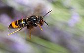 Asian predatory Hornet (Vespa velutina) in flight, Vosges du Nord Regional Natural Park, France
