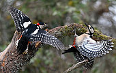 Great Spotted Woodpecker (Dendrocopos major) fighting on a branch, Regional Natural Park of Northern Vosges, France