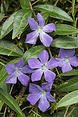 Lesser Periwinkle (Vinca minor) in bloom