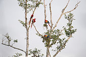 Couples of Scarlet Macaw (Ara macao cyanoptera) on a tree in search of food. Montes Azules Biosphere Reserve, Chiapas, Mexico.