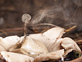 Earth star fungus (Geastrum fimbriatum) expelling its spores. Ecological park San Jose, Chiapas, Mexico.