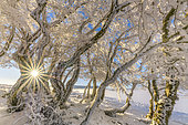 Winding beech trees after a snow squall, Massif du Grand Colombier, Bugey, Ain, France