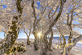 Winding beech trees after a snow squall, Massif du Grand Colombier, Bugey, Ain, France