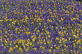 Sunflowers (Helianthus annuus) and Lacy Phacelia (Phacelia tanacetifolia), green manure, this very honey mixture is used as green manure in autumn, Haute Savoie, France