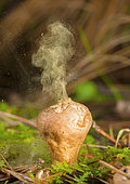 Fungus releasing spores (Lycoperdon umbrinum), highlands of Chiapas, Mexico.