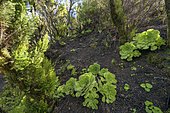 Canary Houseleek (Aeonium canariense ssp. Latifolium) on wet ground of laurel forest exposed to the northeast trade winds, Garajonay National Park, La Gomera, Canary Islands