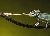 Yemen chameleon (Chamaeleo calyptratus) feeding on cricket, studio shot. Mexico.