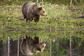 Brown bear (Ursus arctos arctos) female near a lake, Finland