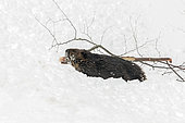 North American Beaver (Castor canadensis) trailing a branch on snowy ground, La Mauricie National Park, Quebec, Canada