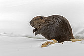 North American Beaver (Castor canadensis) observing the surroundings after leaving a partly frozen lake, La Mauricie National Park, Quebec, Canada