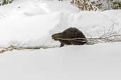 North American Beaver (Castor canadensis) trailing a branch on snowy ground, La Mauricie National Park, Quebec, Canada