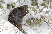 North American Beaver (Castor canadensis) cutting a branch in the snowy forest, Mauricie National Park, Quebec, Canada