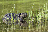 North American Beaver (Castor canadensis) eating aquatic vegetation along a stream, Forillon National Park, Quebec, Canada.