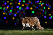 Red fox (Vulpes vulpes) walking in a meadow near Christmas lights