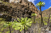 Bejeque or Aeonium (Aeonium ciliatum) on the island of Tenerife. Barranco de Herques - Tenerife - Canary Islands