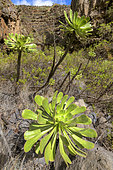 Bejeque or Aeonium (Aeonium ciliatum) on the island of Tenerife. Barranco de Herques - Tenerife - Canary Islands