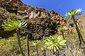 Bejeque or Aeonium (Aeonium ciliatum) on the island of Tenerife. Barranco de Icor - Tenerife - Canary Islands