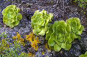 Bejeque or Aeonium (Aeonium canariense) on the island of Tenerife. - Tenerife - Canary Islands
