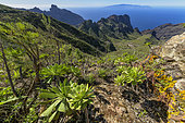 Bejeque or Aeonium (Aeonium ciliatum) on the island of Tenerife. Rural park of Teno - on the horizon, the island of La Gomera - Tenerife - Canary Islands