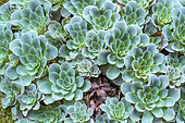 Bejeques (Aeonium aureum) on the island of El Herrio in the Canaries. Aeonium aureum, spectacular species colonizing the humid, cool and not very sunny cliffs of the Canary Islands, in association with lichens (stereocaulon) and ferns.