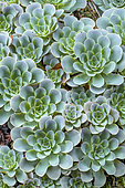 Bejeques (Aeonium aureum) on the island of El Herrio in the Canaries. Aeonium aureum, spectacular species colonizing the humid, cool and not very sunny cliffs of the Canary Islands, in association with lichens (stereocaulon) and ferns.