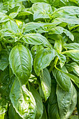 Basil canebière, Ocimum basilicum (Canebière', leaves