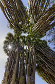 Canary Islands Dragon tree (Dracaena draco) on the island of La Palma, Canary Islands. Las Tricias - The dragon tree is a tree that has become very rare in the wild in the Canaries