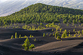 Canary pines on volcanic rocks, La Palma Island, Canary Islands. Canary Island pine (Pinus canariensis) is a magnificent endemic species of the archipelago, very resistant to fire and colonizing bare volcanic soils - Parque Natural de Cumbre Vieja- La Palma- Canary Islands