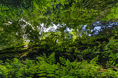 Ravine in the heart of the Laurisylve of La Palma, in the Canaries. Macaronesian laurels are relics of a type of humid subtropical vegetation that originally covered most of the Mediterranean Basin and Macaronesia when the region's climate was warmer and wetter, during much of the Tertiary era . They are present in very humid areas subject to trade winds, causing a "horizontal rain" of nearly 1500 mm / year and are dominated by lauraceae, ferns and mosses.