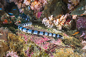 Brown-lipped sea krait (Laticauda laticaudata) on reef, Similan Islands, Thailand, Andaman Sea