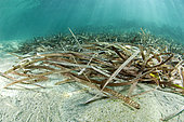 Feuilles mortes de posidonies accumulées formant une litière, source de matière organique qui pourra se transmettre à l’ensemble des chaines alimentaires côtières. Plage de Kokkini Hani, Crète.