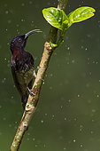 Black-throated Sunbird (Aethopyga saturata assamensis) male perched on a branch, Yunnan, China